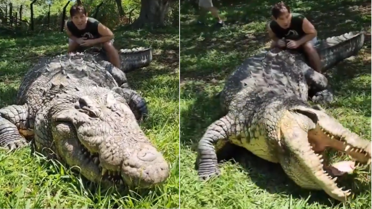 Who is Henry? World's oldest crocodile, who has fathered 10,000 babies with six partners