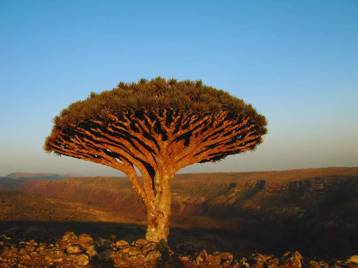 Socotra: The mysterious 'Alien Island' of the Indian Ocean