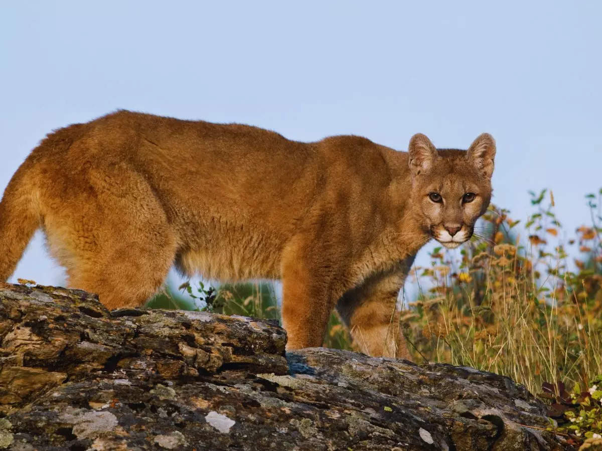 5-year-old attacked by a mountain lion in a California State Park