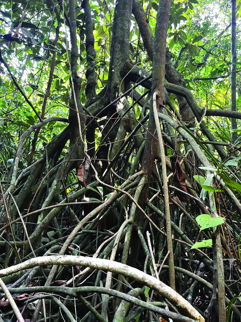 Myristica swamp forest discovered in Kumbral