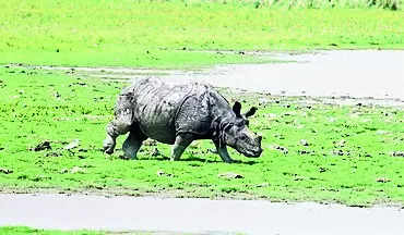 Kaziranga set to reopen for tourists from Oct 1