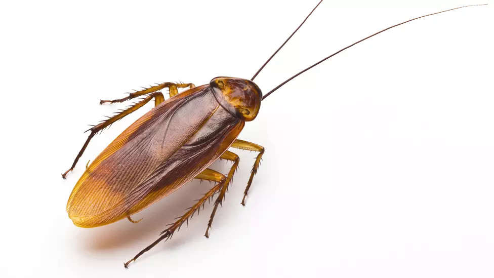 Man wakes to cockroach stuck in his throat: 'It had wings' - What happened next?