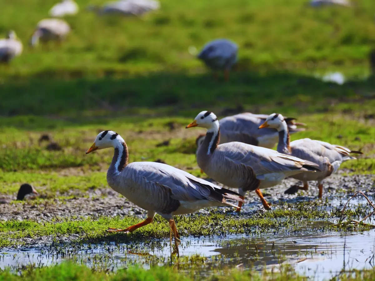 Quick guide to Pong Dam Lake, Himachal Pradesh: A Ramsar wetland teeming with life