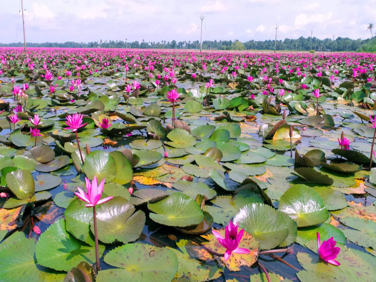 Kerala: Have you seen the blooming water lilies of Malarickal?