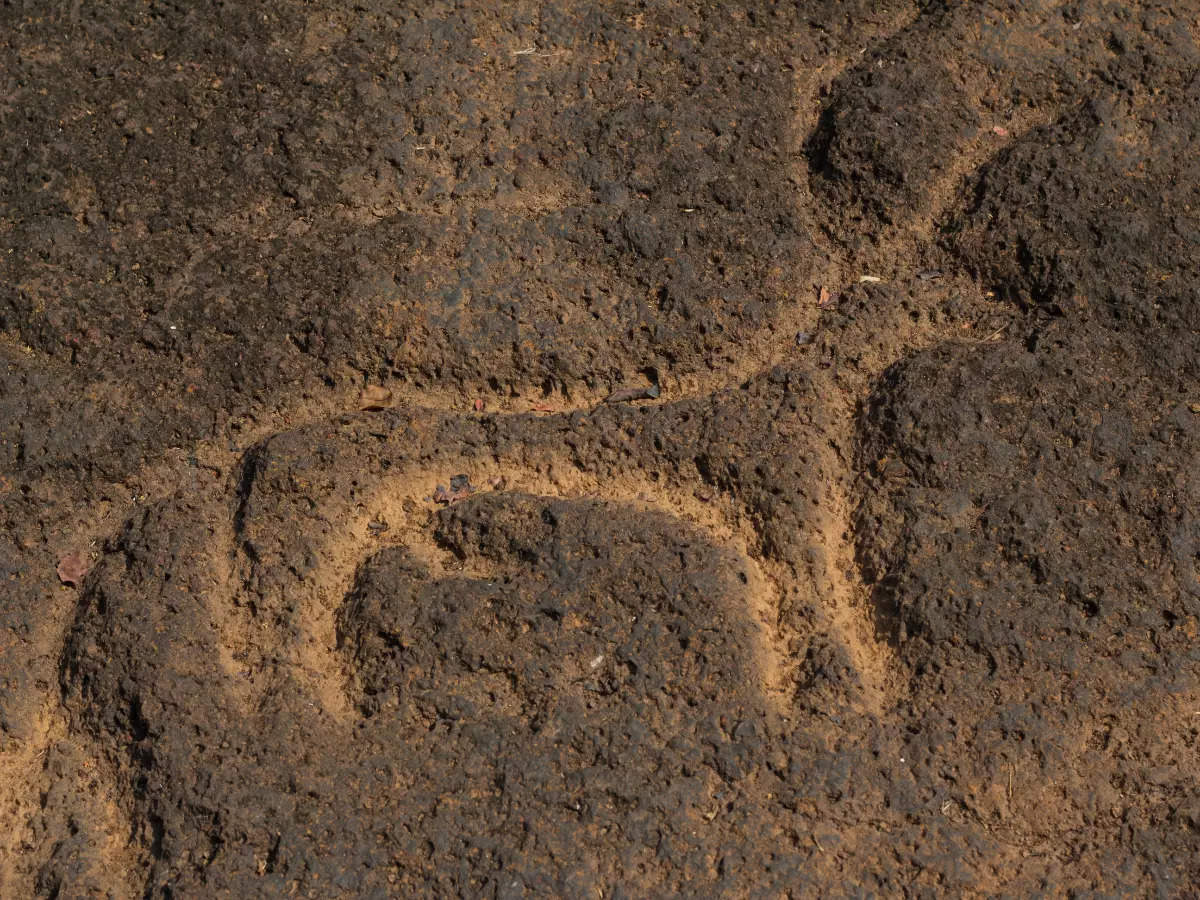 In search of petroglyphs in Konkan and Ladakh region: The rock carvings of our prehistoric ancestors