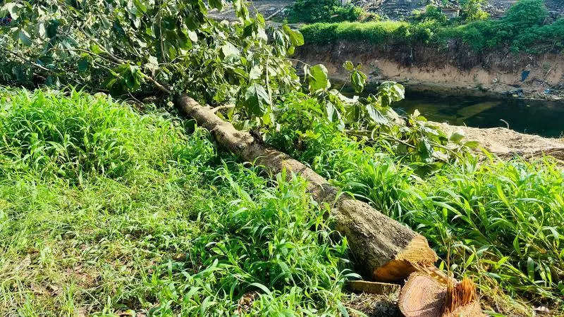 Illegal felling of 1,200 trees sparks public outrage