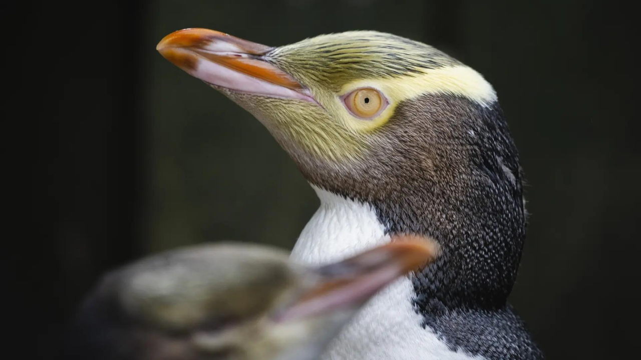 Hoiho wins New Zealand's Bird of the Year award