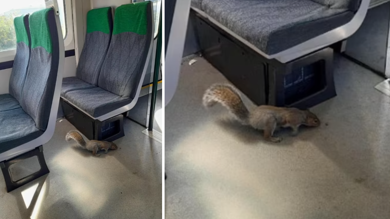 Train cancelled in Britain after squirrel refuses to disembark