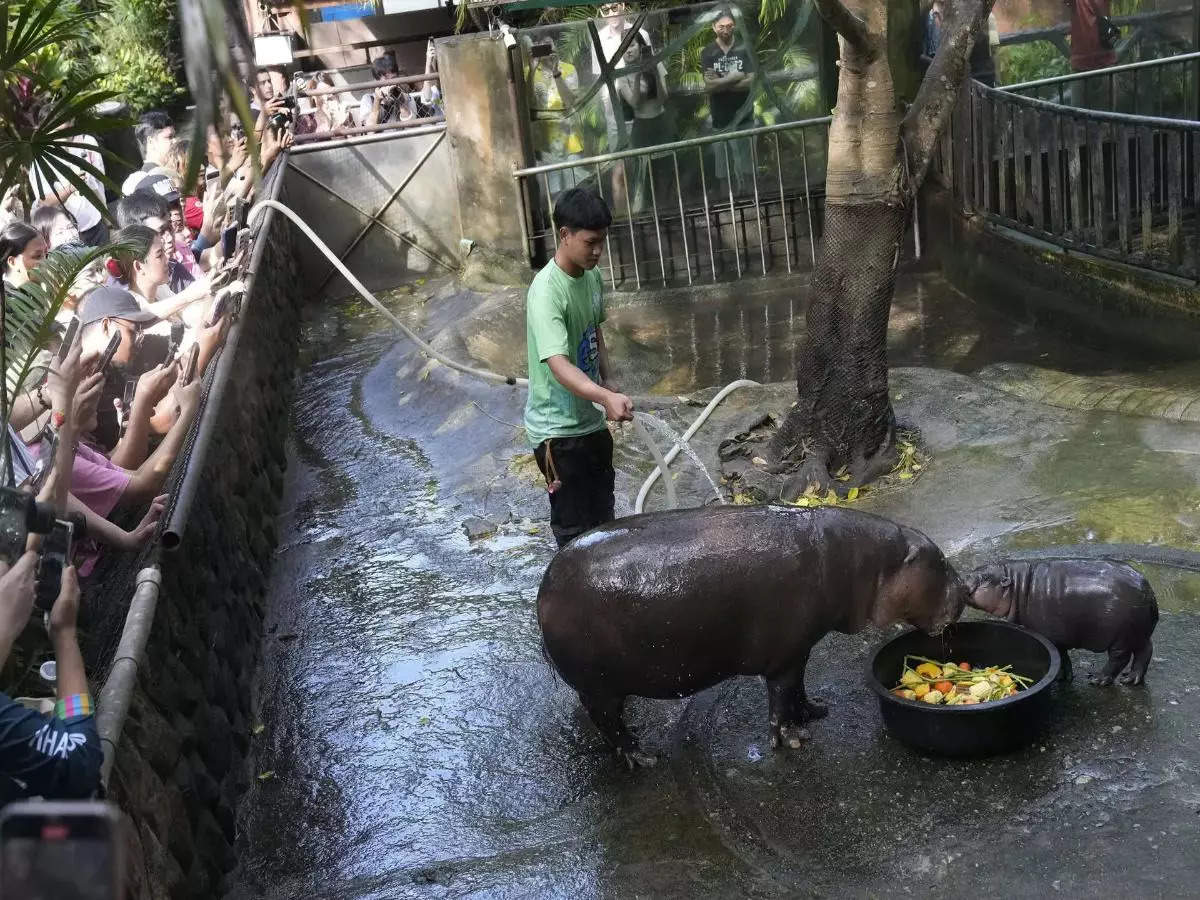 Meet Moo Deng, the endangered pygmy hippo and Thailand zoo’s latest sensation, drawing large crowds