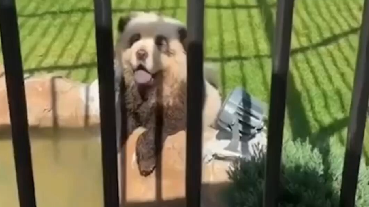 Barking Pandas? Chinese Zoo under fire for dyeing dogs black and white to trick visitors; see video