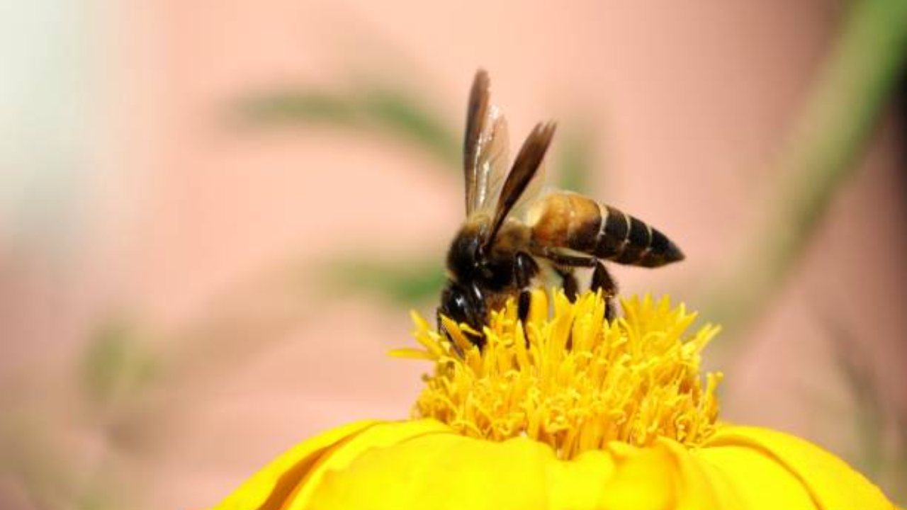 Honey bee venom can kill cancer cell membranes in just an hour!