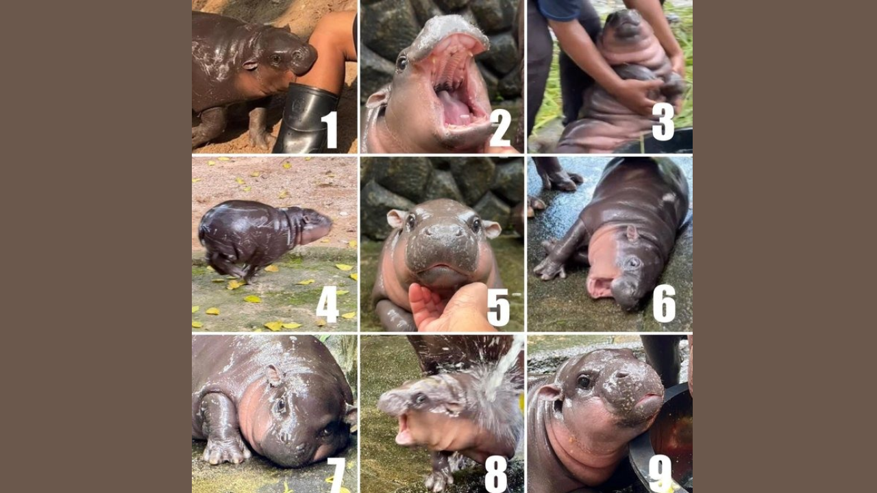 Which is your favorite picture of baby hippo Moo Deng?