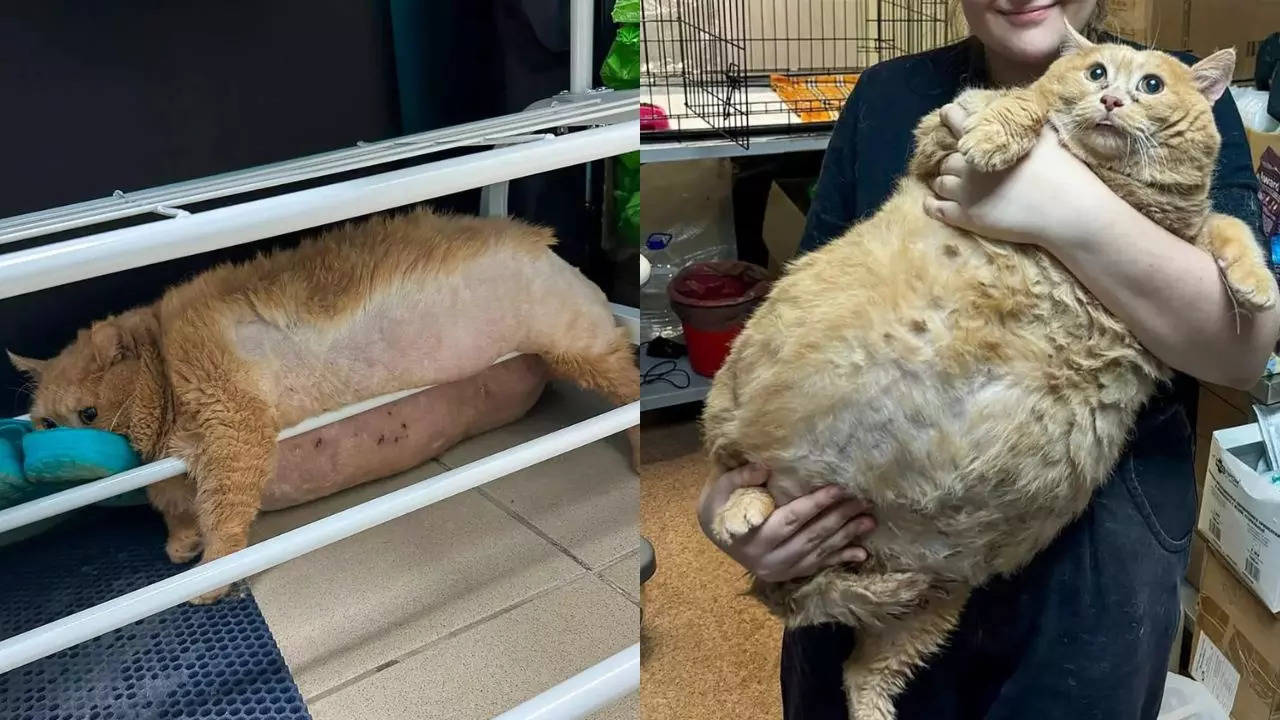 Crumbs the chonky cat gets stuck again, this time trying to escape 'fat camp'