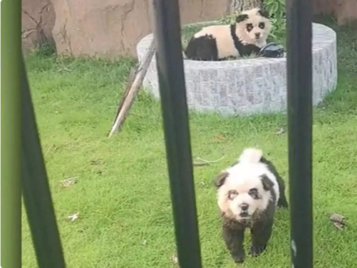 'Pandas' exposed as painted dogs in this Chinese zoo; faces outrage and backlash