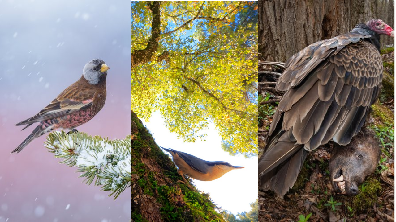 Bird Photographer of the Year 2024: A showcase of exceptional avian photography