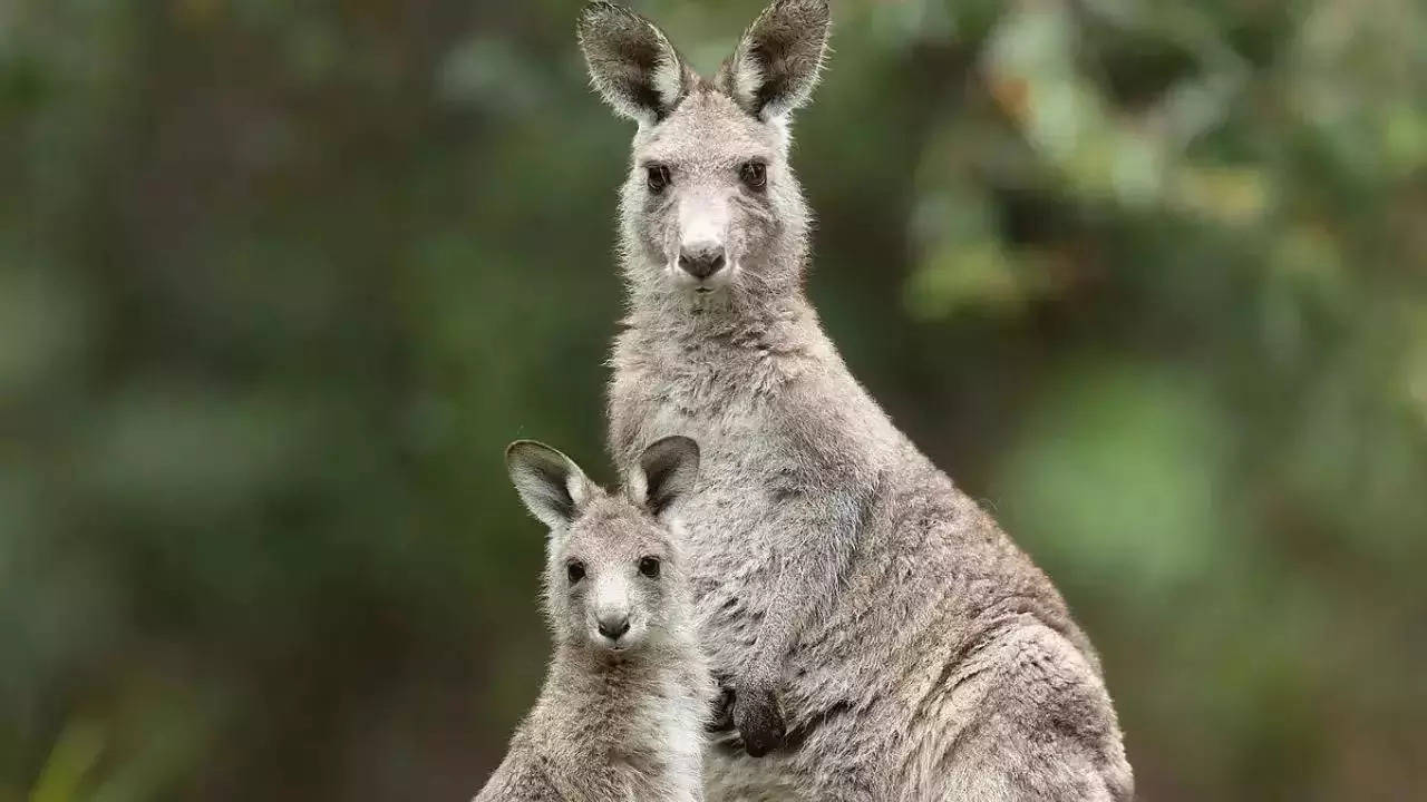 Why do kangaroos box and drown predators?