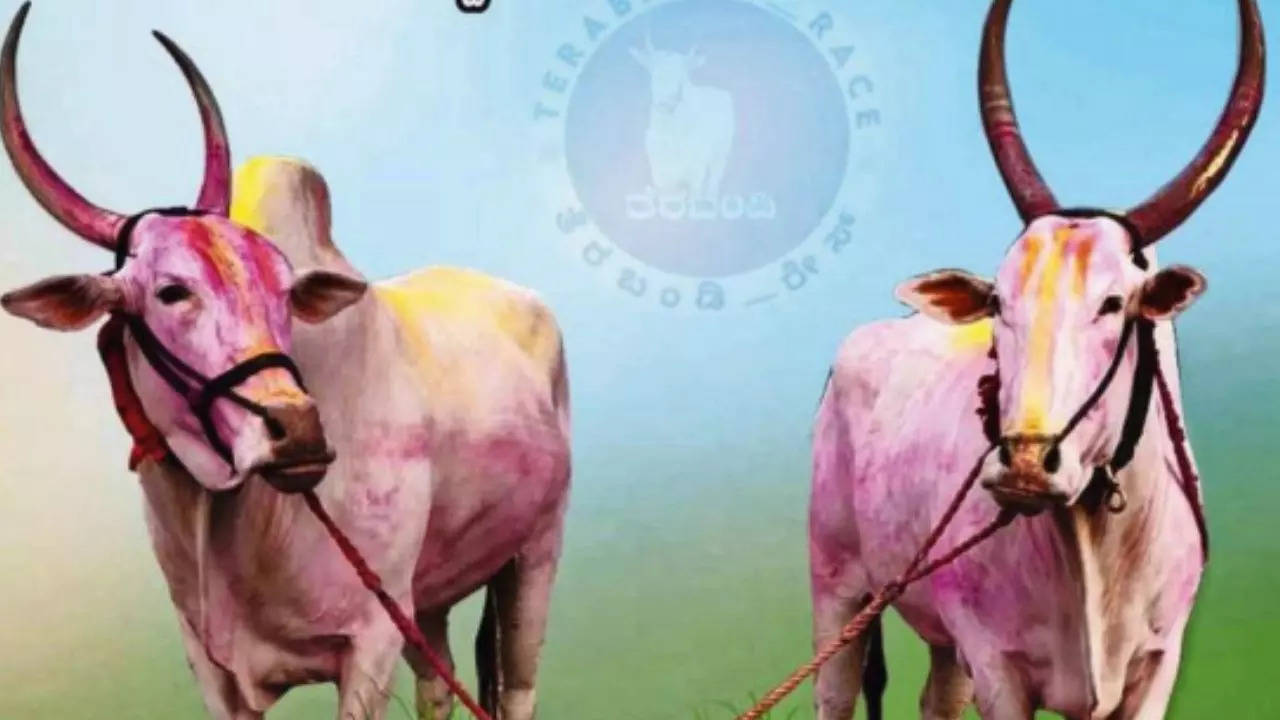 For bullock cart race, Karnataka farmer buys pair of oxen for Rs 36 lakh