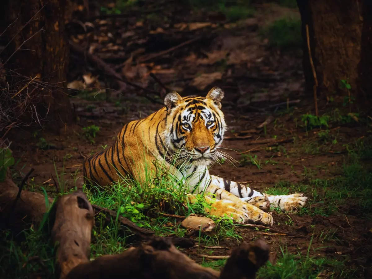 Rajasthan: A complete guide to visiting Sariska Tiger Reserve