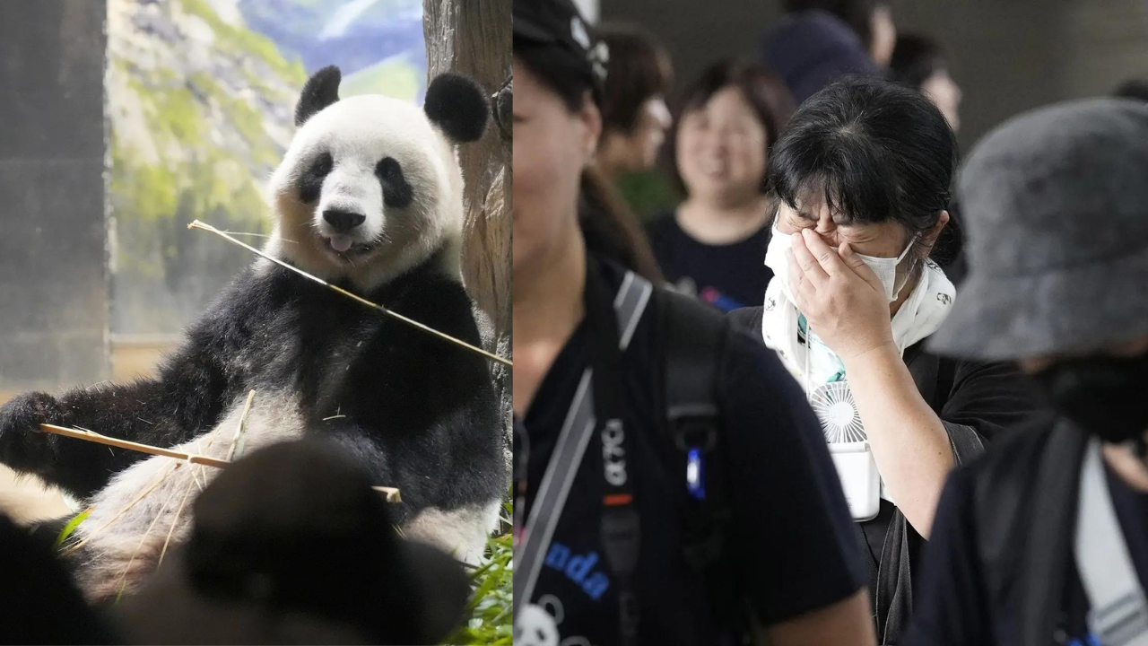 Japanese fans bid farewell to beloved panda pair before their return to China