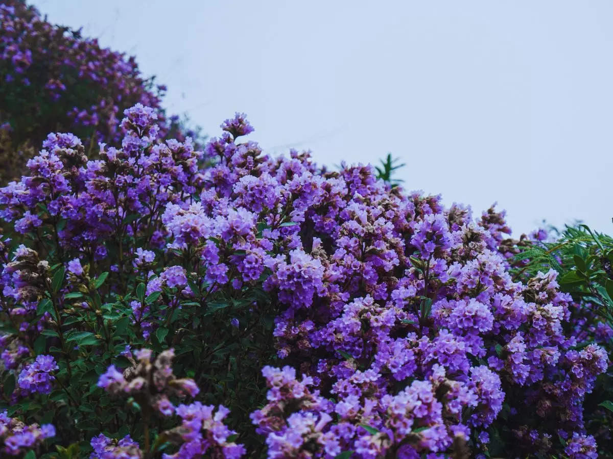 A rare bloom: Neelakurinji flowers return to Nilgiris in Tamil Nadu after 12 years