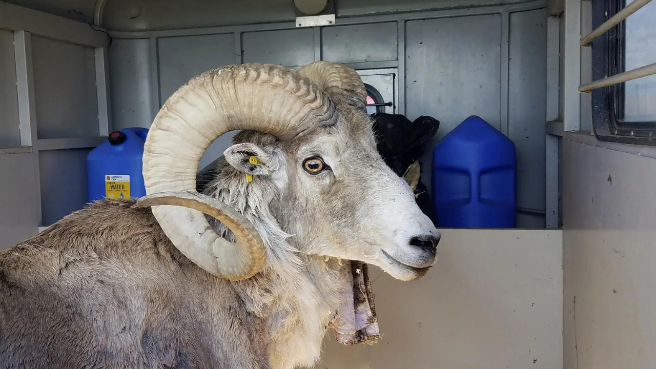 Montana man sentenced to prison for breeding hybrid sheep using smuggled DNA