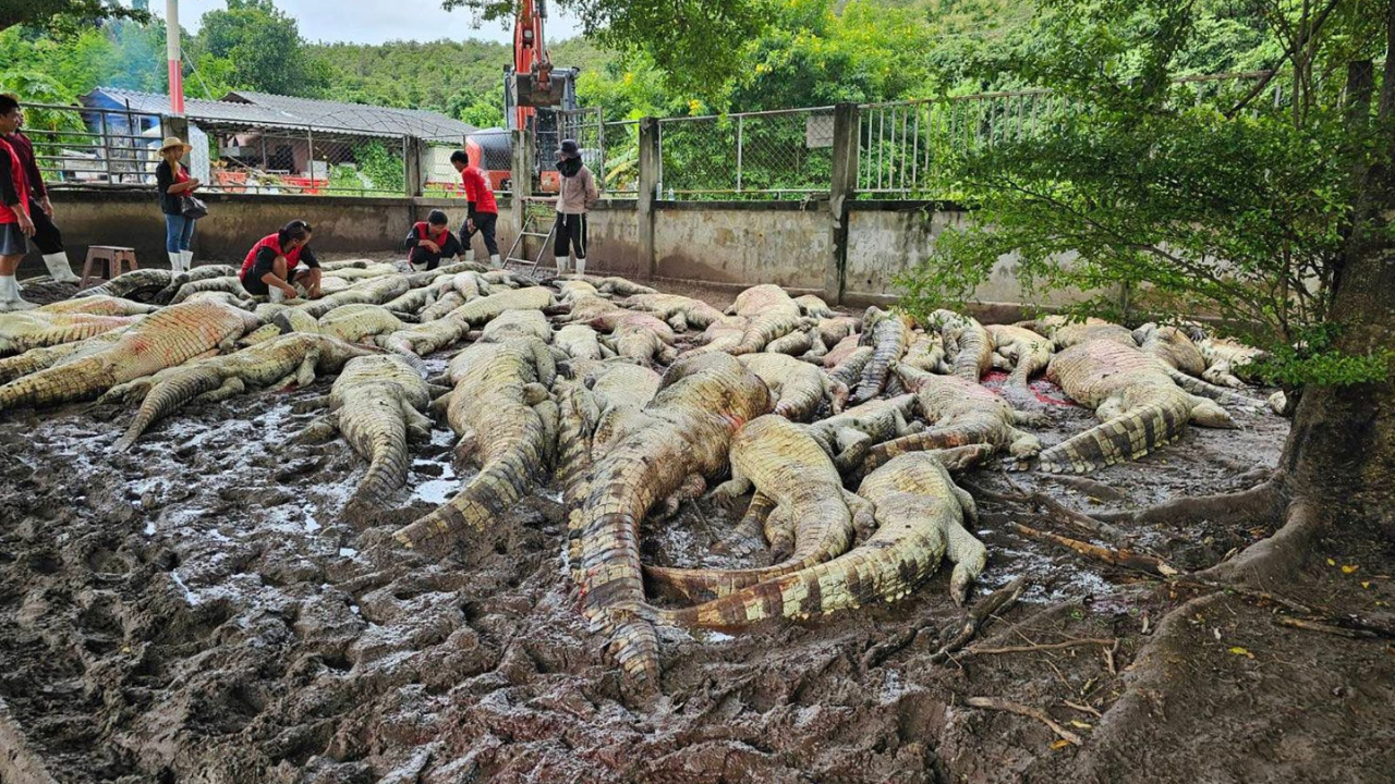 Thai farmer electrocutes over 100 endangered crocodiles on his farm; here's why