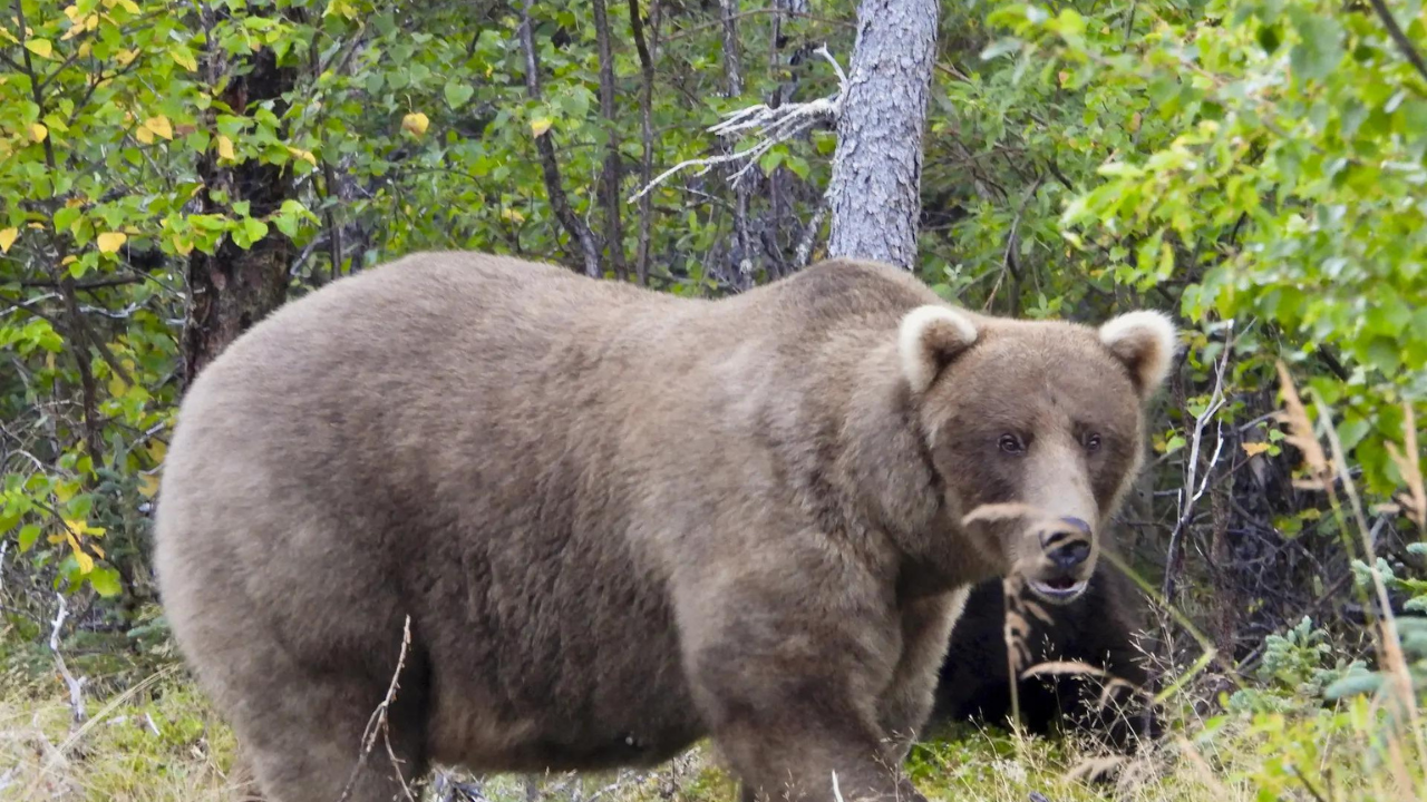 Alaska Fat Bear Week 2024 kicks off: Which bear will reign supreme?