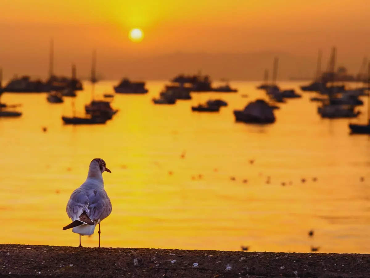 Exploring Mumbai's Monsoon Magic: Mumbai birders find rare birds amid rains