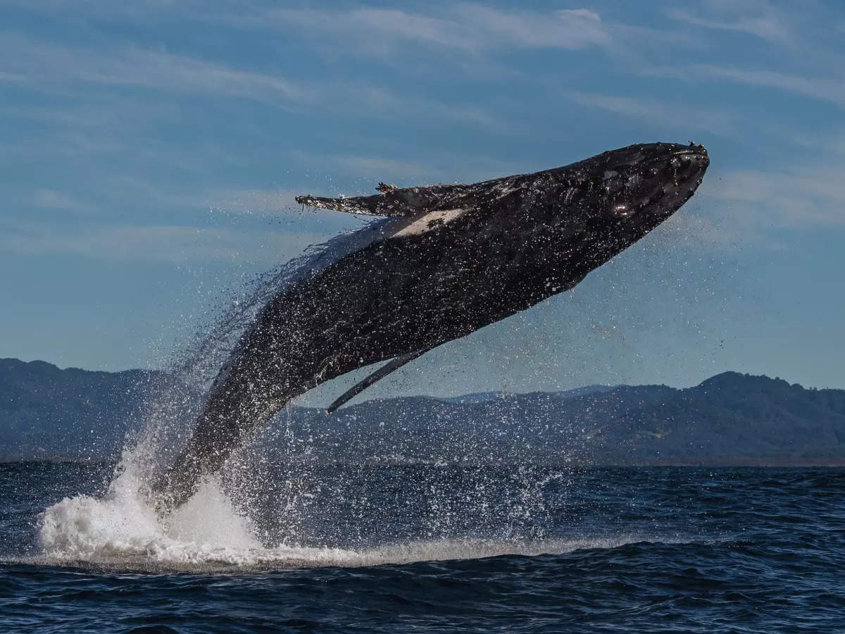 World’s best whale-watching spots for the season