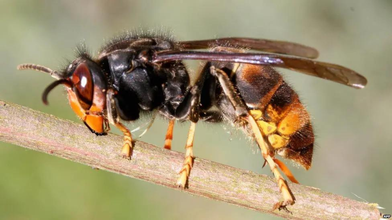 Health officials issue allergy alert as wasps thrive during Hurricane Helene