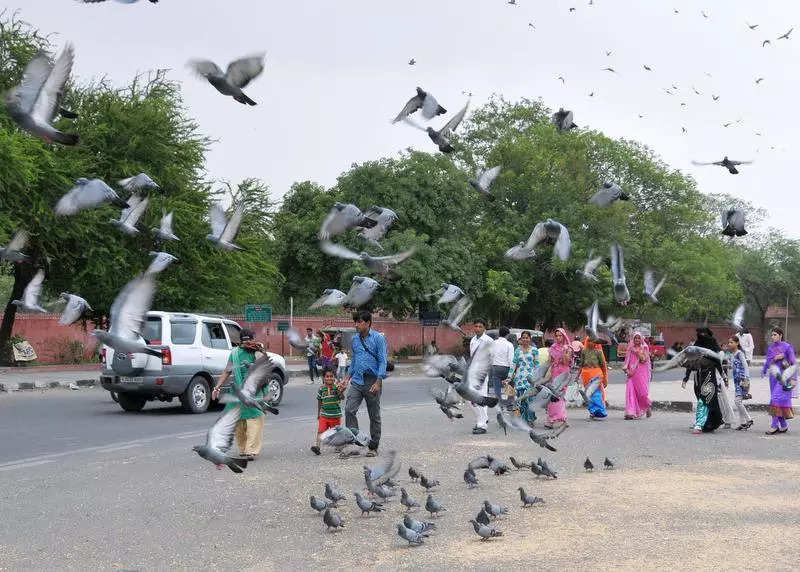 Rising pigeon population gives Jaipur residents deadly lung disease thumbnail