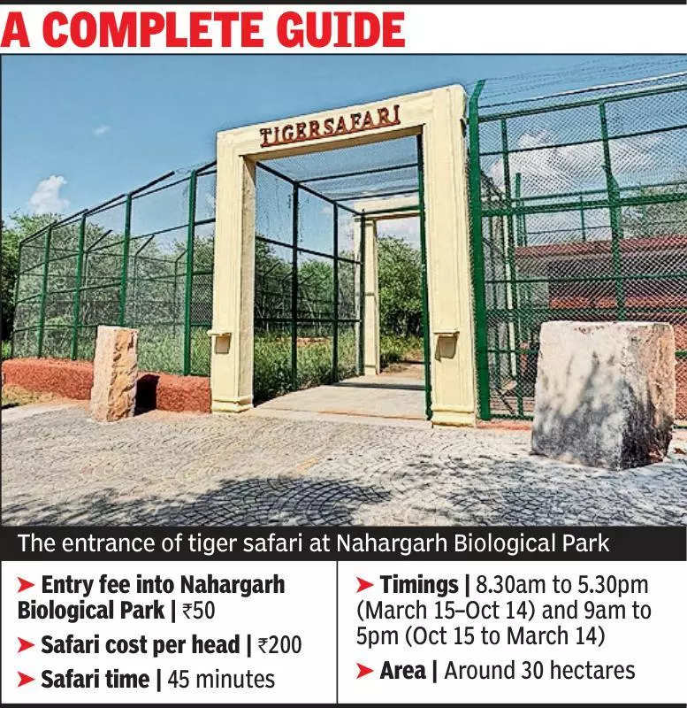 CM to launch tiger safari at Nahargarh bio park today thumbnail