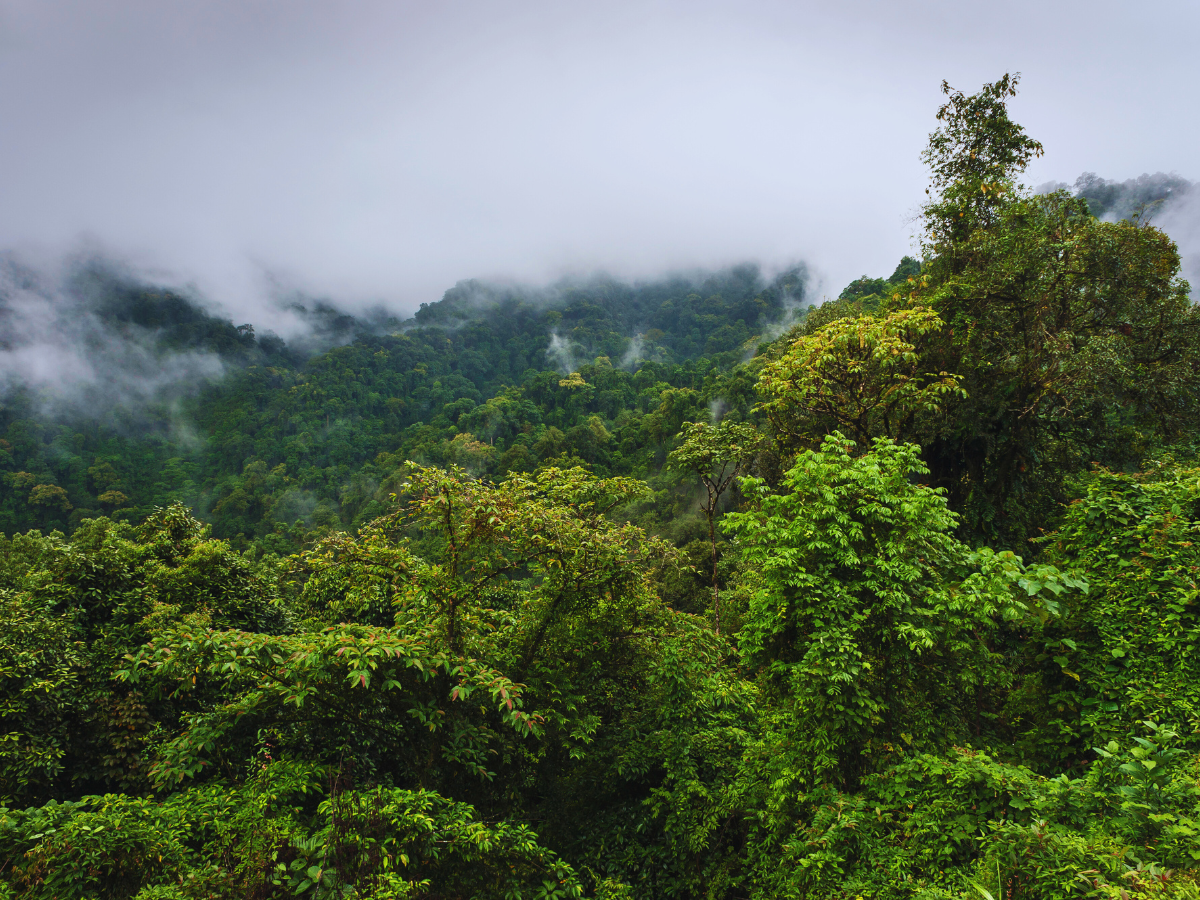 Arunachal Pradesh: Namdapha National Park and Kamlang Wildlife Sanctuary designated as eco-sensitive zones