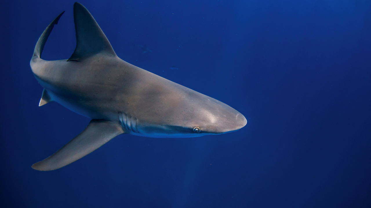 'Inside, there were the remains of a woman': Body of American tourist found inside shark in Indonesia