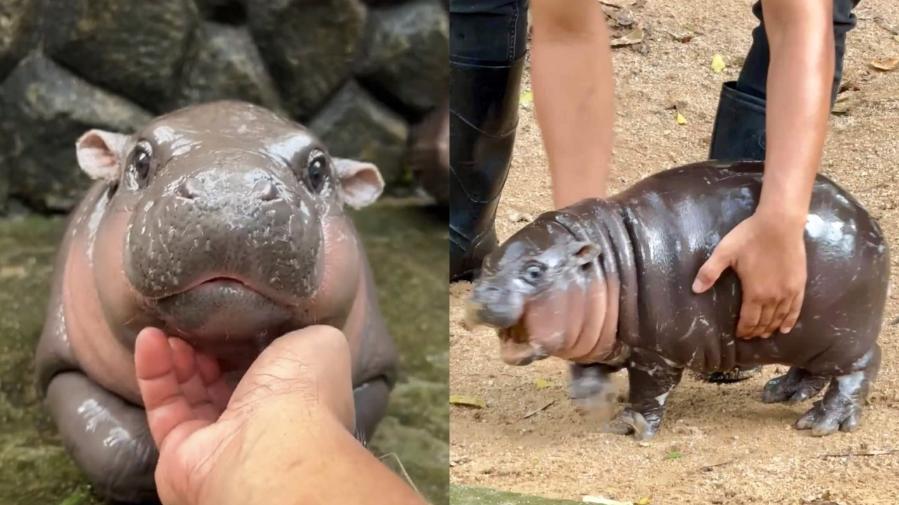 'S-Moo-th Criminal': Thailand's popular pygmy hippo's 'moonwalk' goes viral