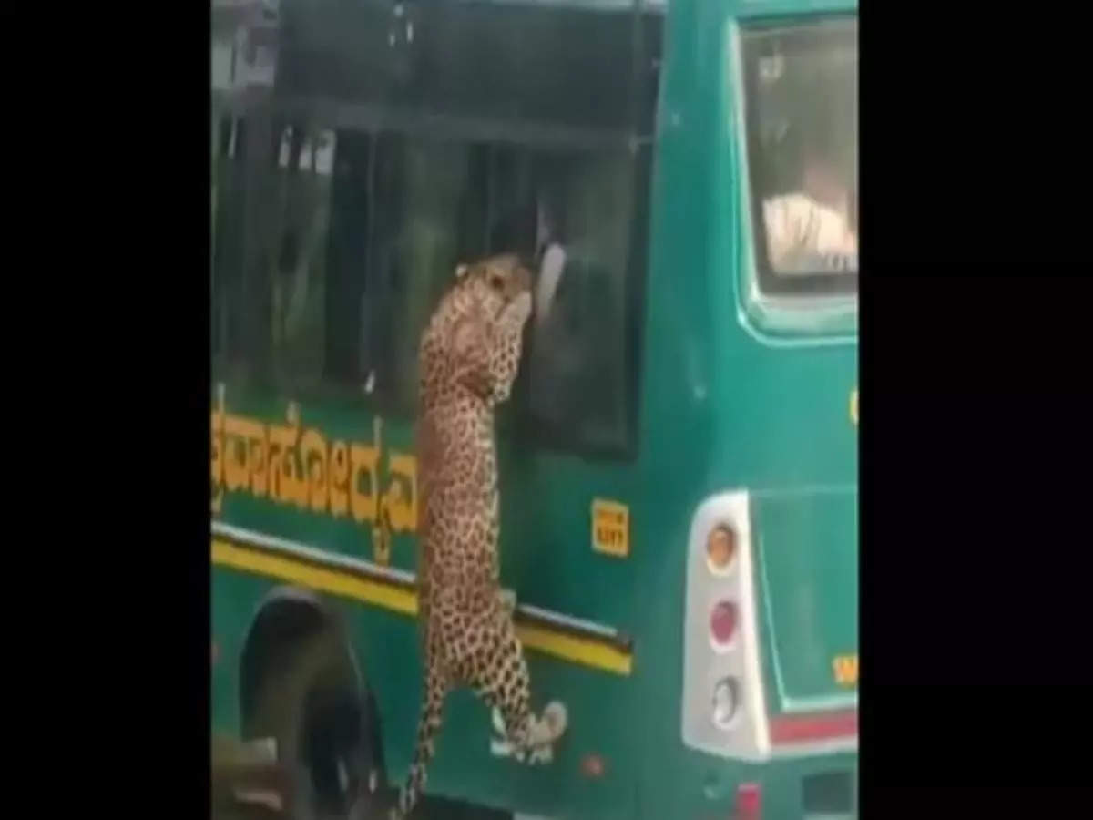 Leopard leaps onto safari bus, stuns tourists at Bannerghatta National Park; watch video here