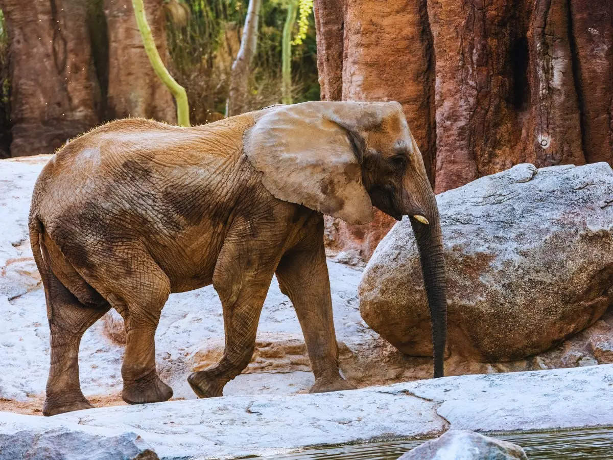 Delhi Zoo’s WAZA membership suspended over mistreatment of Shankar, an African elephant