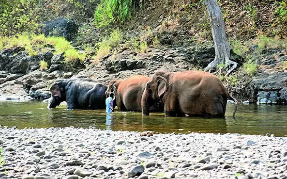 New DNA analysis shows 20% dip in elephant population