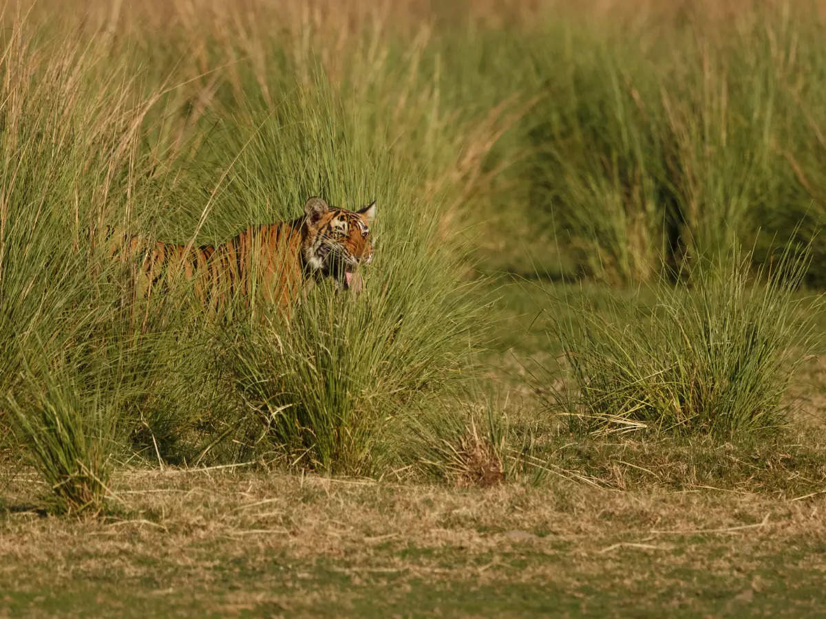 Odisha: Similipal Tiger Reserve reopens from Oct 10; tips to plan your trips now