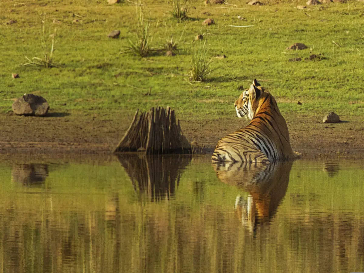 Is Valmiki Tiger Reserve Bihar's best-kept secret?