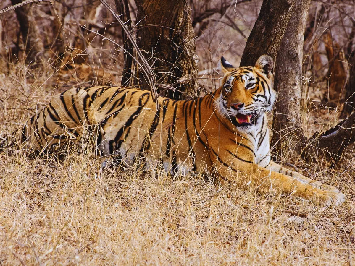 The secret’s out! India’s lesser-known tiger reserves you’ll fall in love with