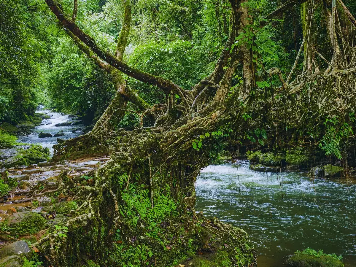 5 of the world’s most unusual bridges