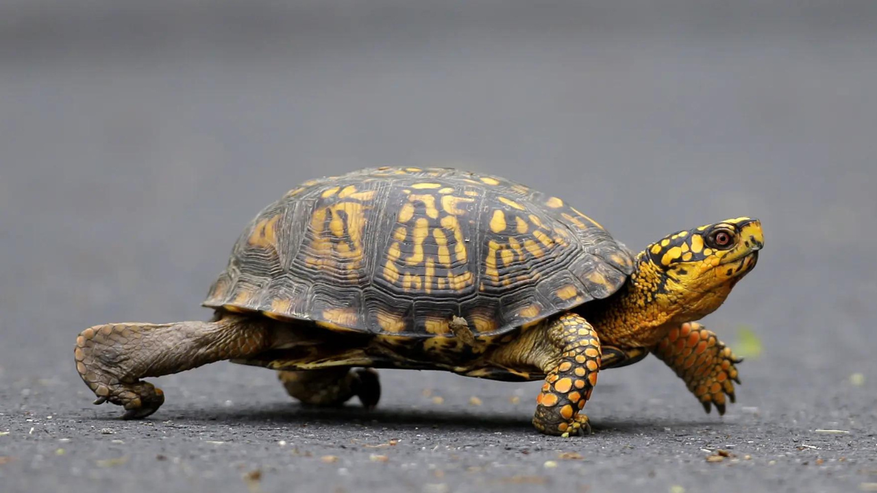 Woman pleads guilty to smuggling 29 turtles worth $40K across US-Canada border