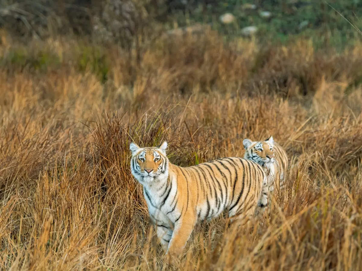 Uttarakhand: Why is Ramnagar one of India’s most sought-after wildlife destinations?