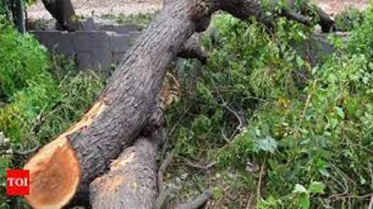 Long wait for pucca road: Villagers cut down 25 trees