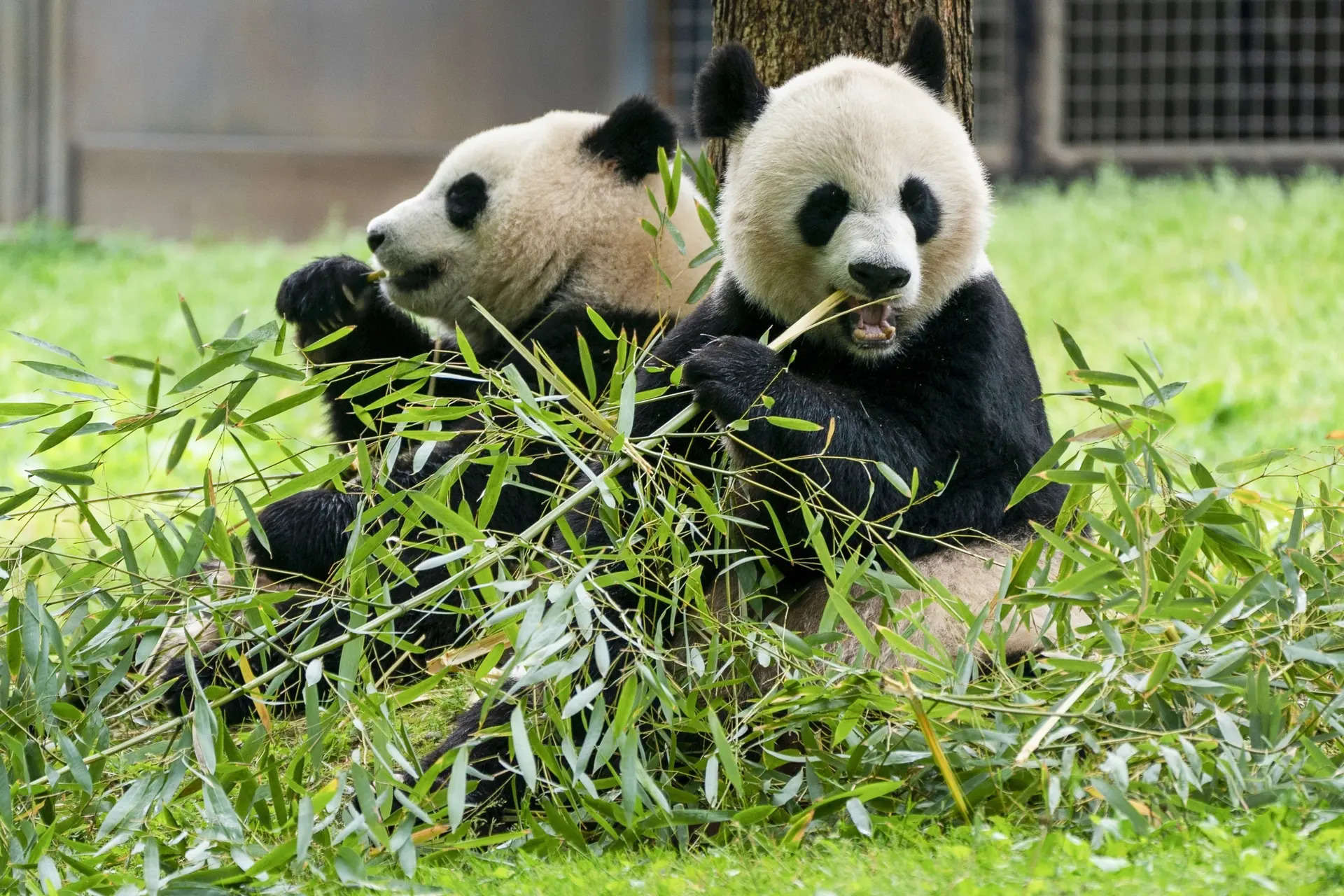 Washington's National Zoo welcomes two giant Pandas from China