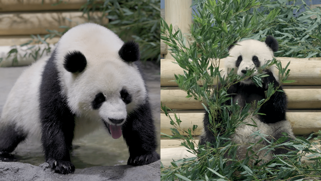 Watch: Two giant pandas Bao Li and Qing Bao arrive in Washington National Zoo