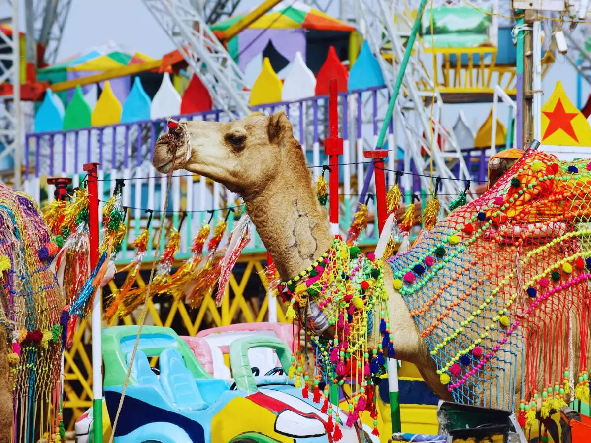 Why the Pushkar Camel Fair is a must-visit in Rajasthan