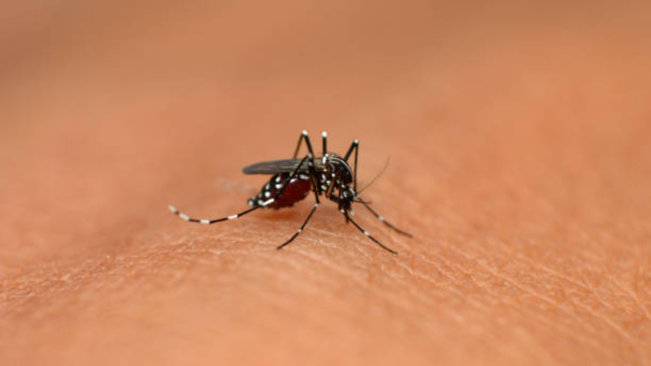 Dengue prevention tips: How to identify dengue mosquito