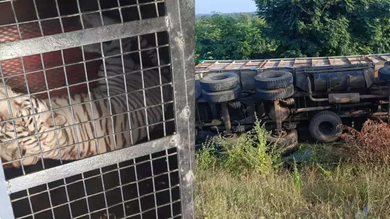 Lorry with zoo animals overturns, two gharials escape, caught later in Telangana